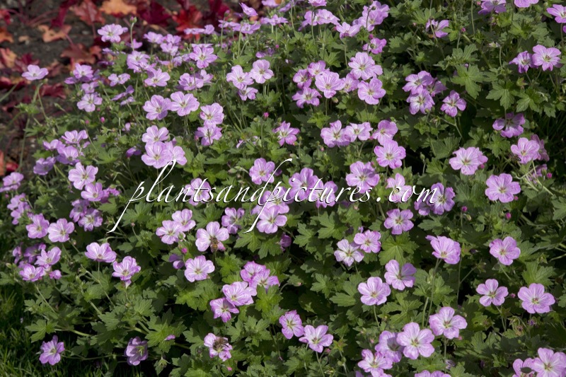 Geranium riversleaianum ‘Mavis Simpson’