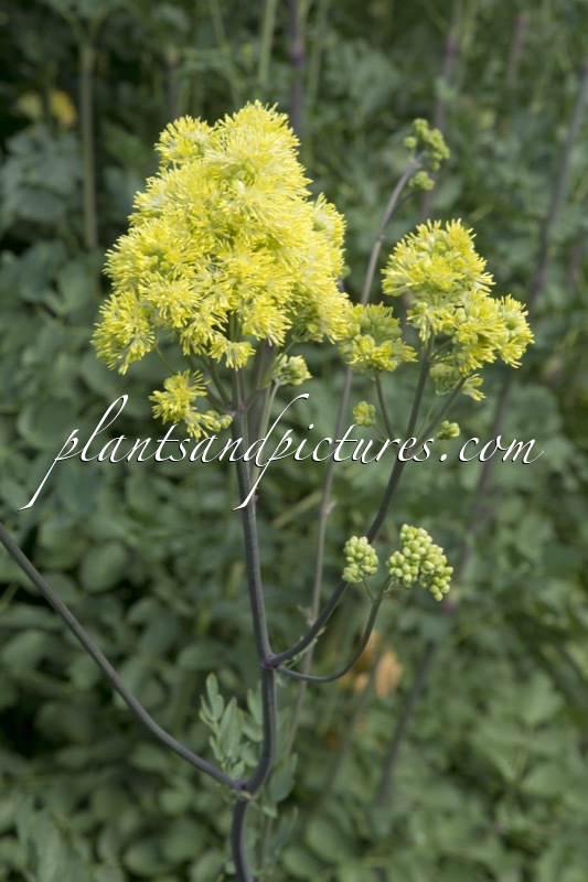Thalictrum flavum ‘Tukker Princess’