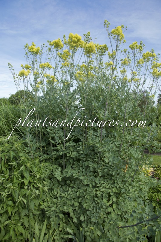 Thalictrum flavum ‘Tukker Princess’