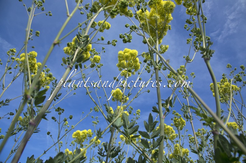 Thalictrum flavum ‘Tukker Princess’
