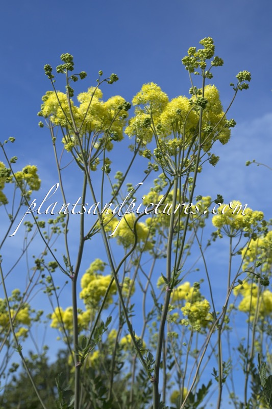 Thalictrum flavum ‘Tukker Princess’