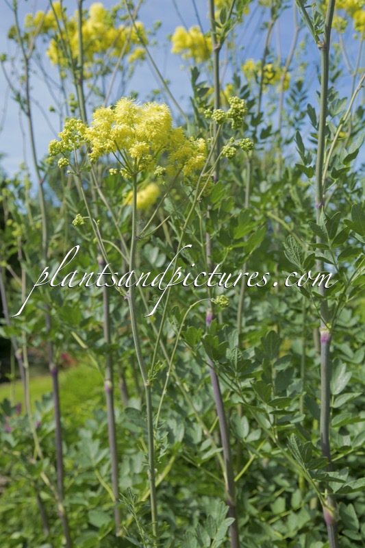 Thalictrum flavum ‘Tukker Princess’