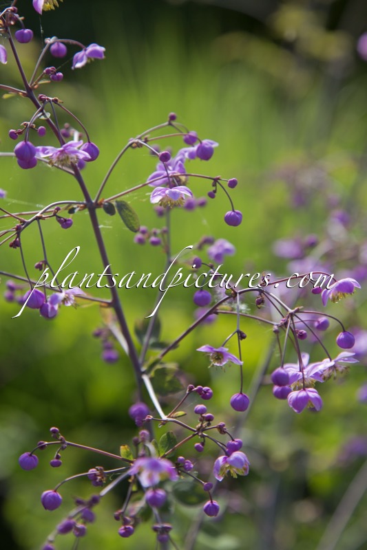 Thalictrum rochebrunianum