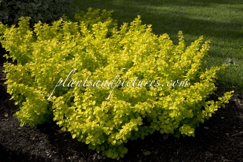 Berberis thunbergii ‘Golden Carpet’