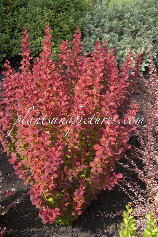 Berberis thunbergii ‘Orange Rocket’