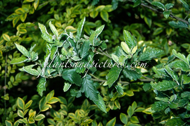 Sorbus japonica subsp. calocarpa