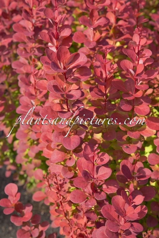 Berberis thunbergii ‘Orange Rocket’