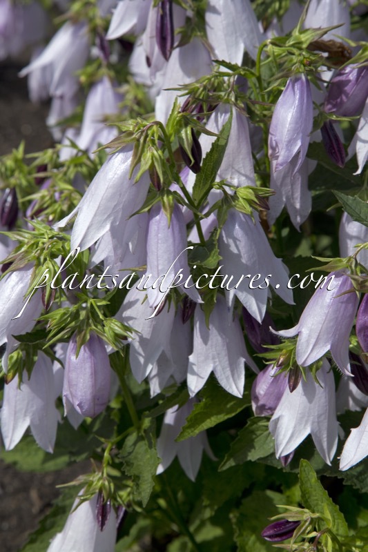 Campanula ‘Iribella’ (IRIDESCENT BELLS)