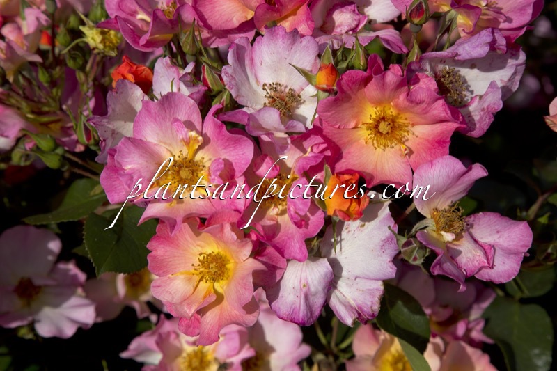 Rosa ‘Meijecycka’ (PRETTY STAR)