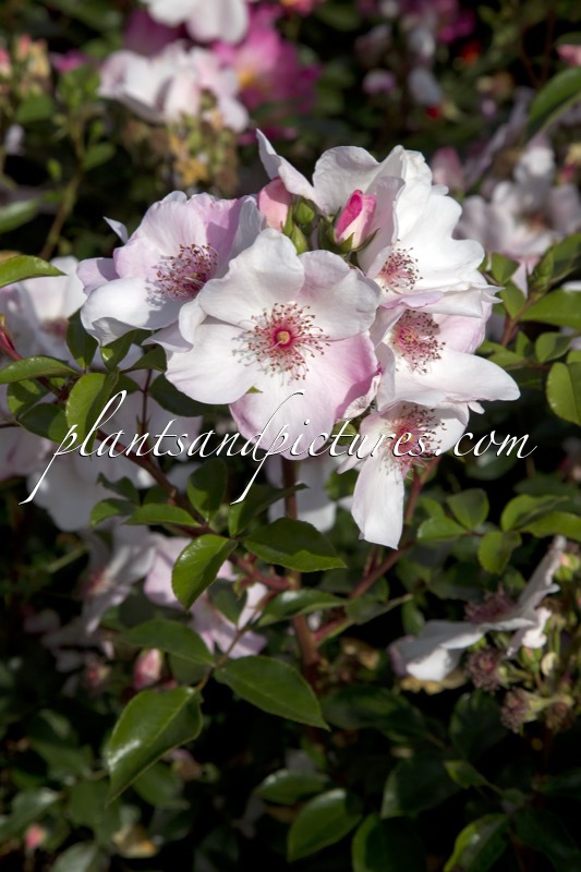 Rosa ‘Meiguimov’ (SWEET PRETTY)