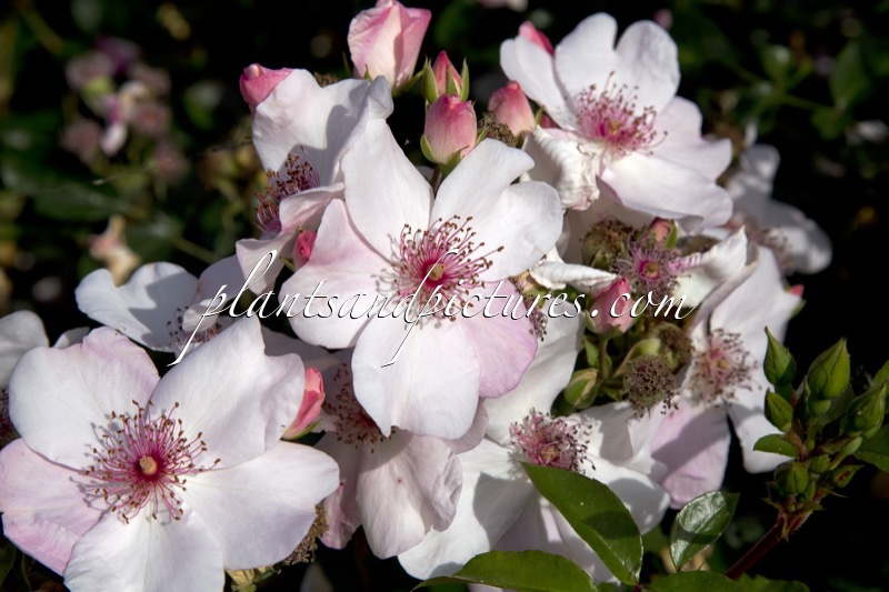 Rosa ‘Meiguimov’ (SWEET PRETTY)