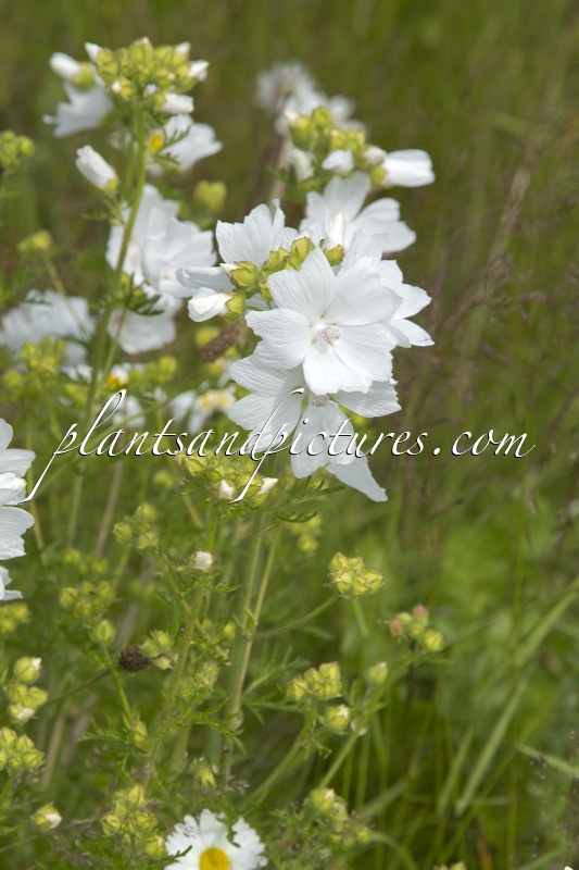 Malva moschata