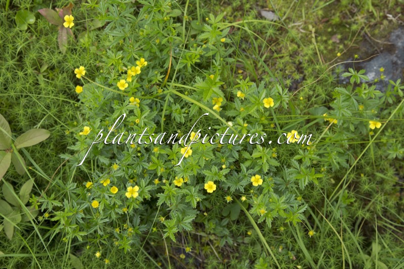 Potentilla erecta