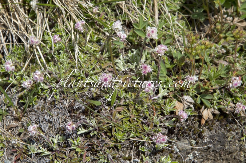 Antennaria dioica