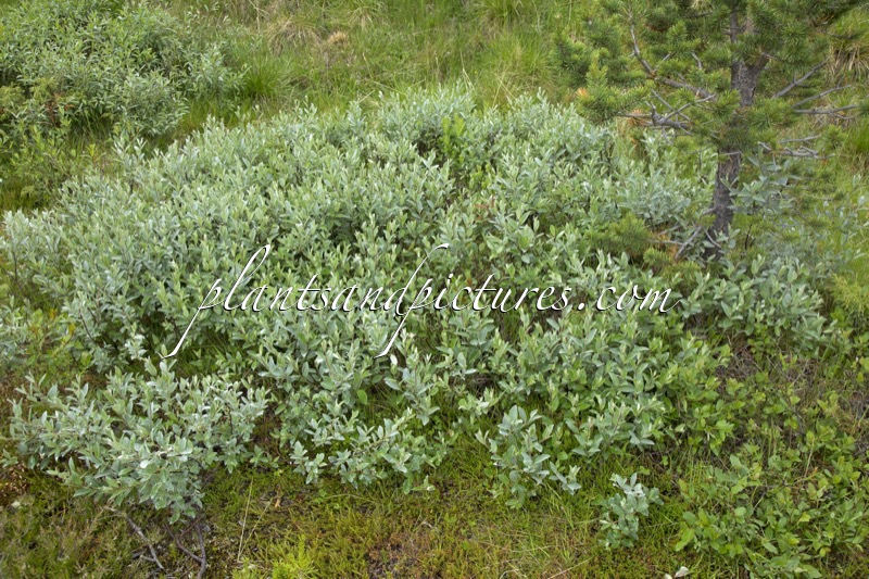 Salix glauca