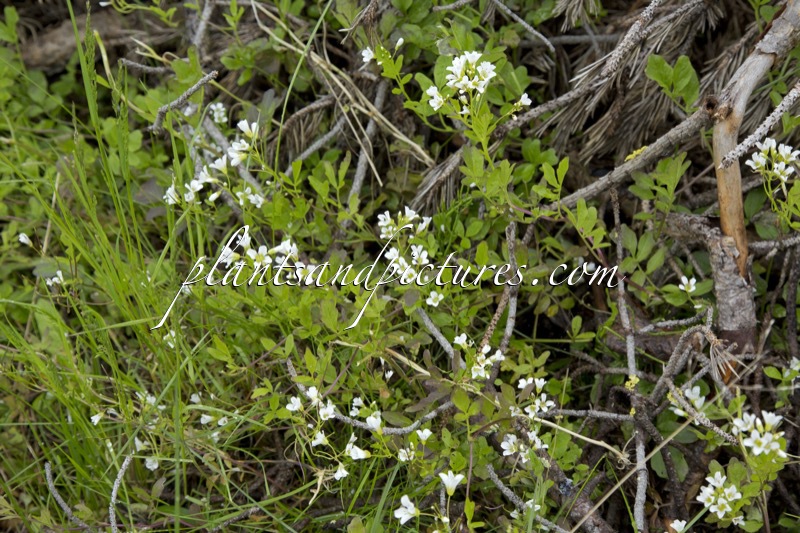 Cardamine amara