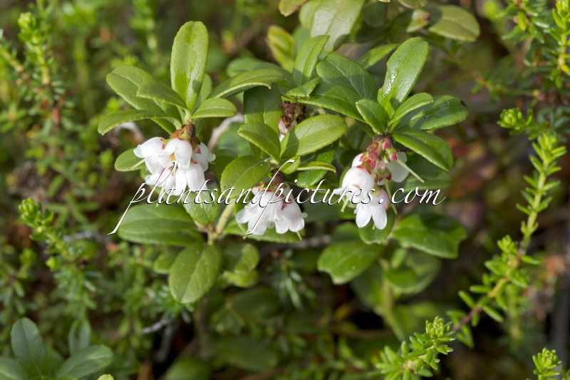 Vaccinium vitis-idaea