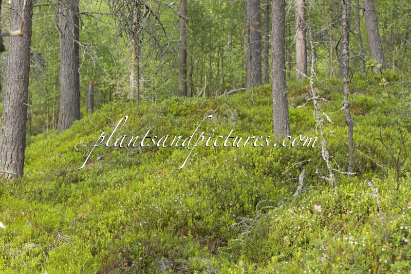 Vaccinium vitis-idaea