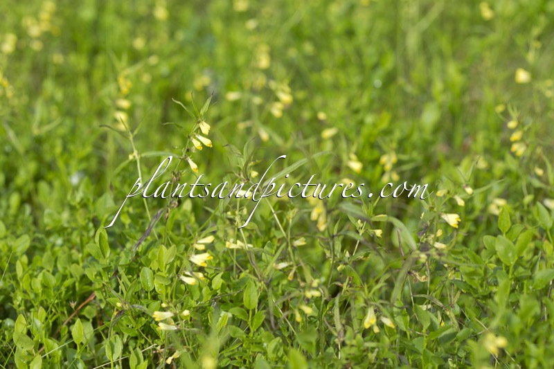 Melampyrum pratense