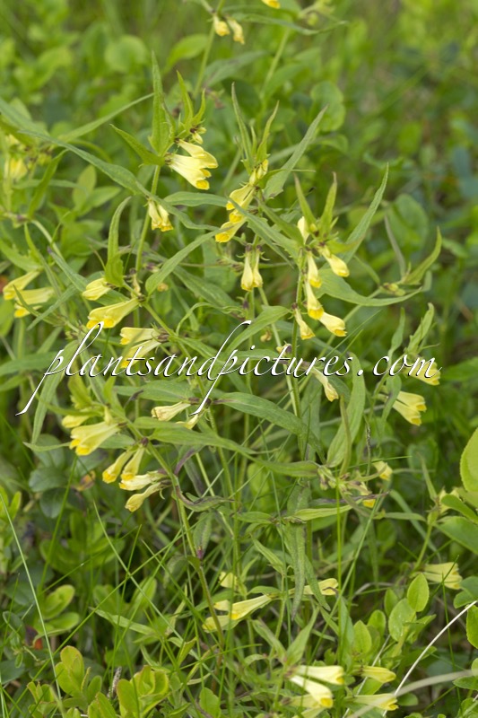 Melampyrum pratense