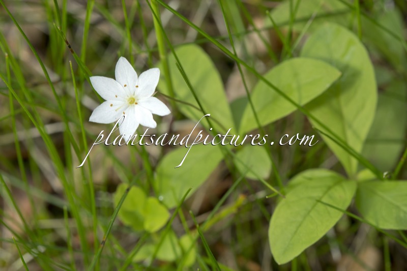 Trientalis europaea