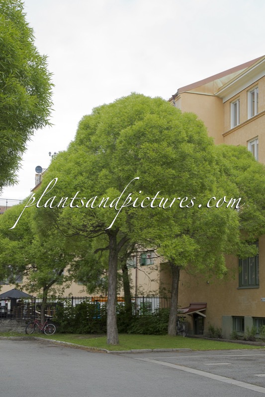 Salix rubens ‘Bullata’