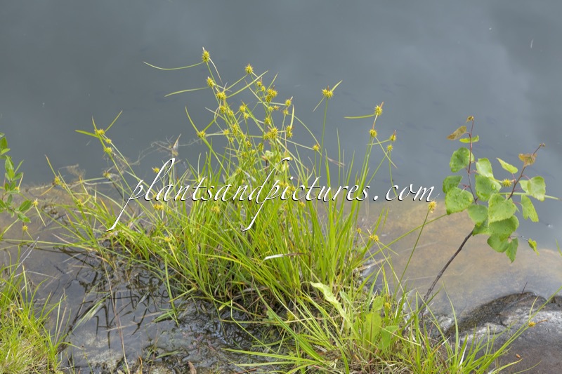 Carex viridula