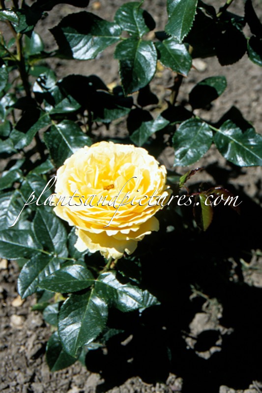 Rosa ‘Poulreb’ (MARSELISBORG)