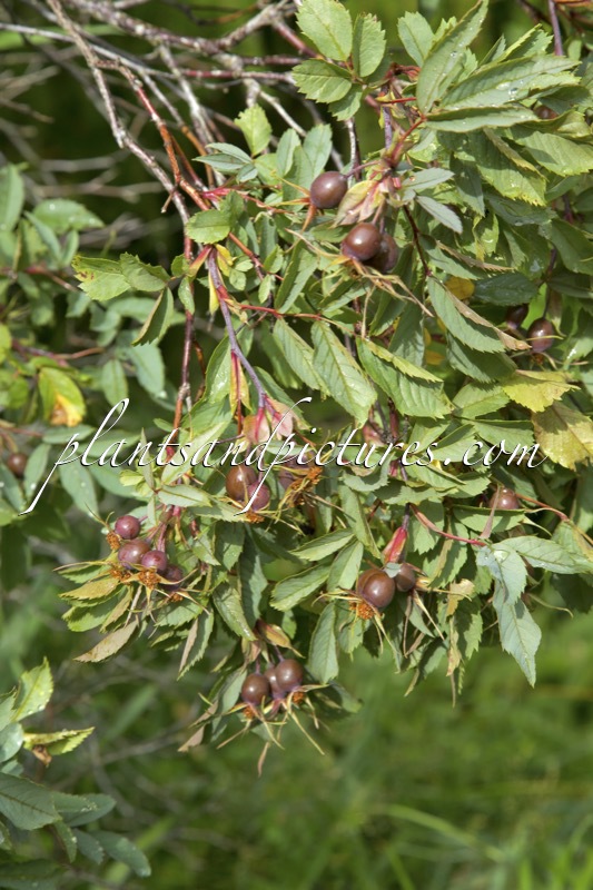 Rosa glauca