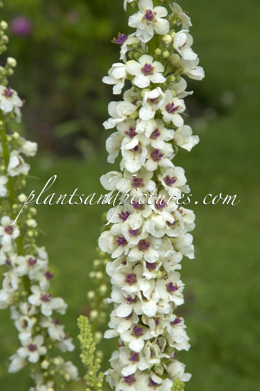 Verbascum chaixii ‘Album’