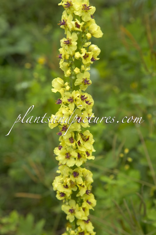 Verbascum nigrum