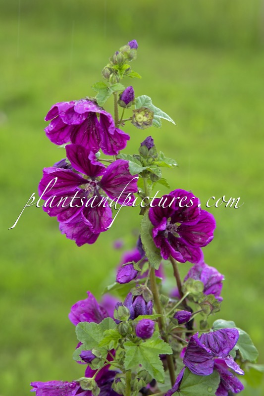 Malva sylvestris subsp. mauritanica