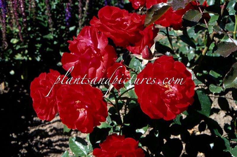 Rosa ‘Royal Occasion’ (MONTANA)