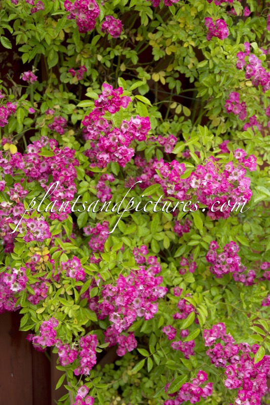 Rosa ‘Maria Lisa’