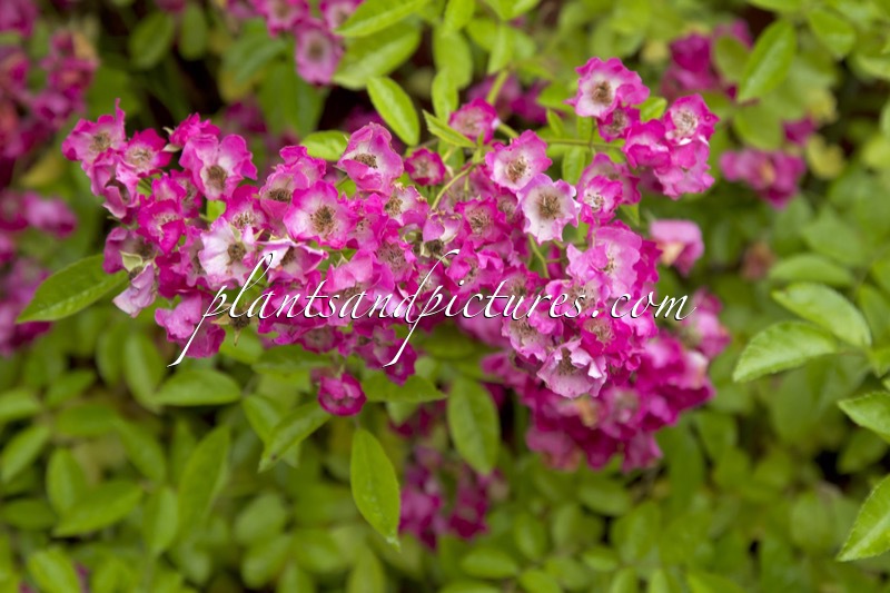 Rosa ‘Maria Lisa’