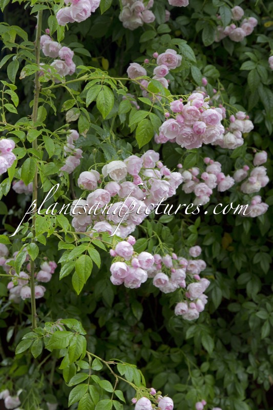 Rosa ‘Princesse Marie’