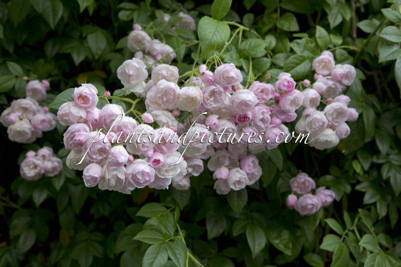 Rosa ‘Princesse Marie’