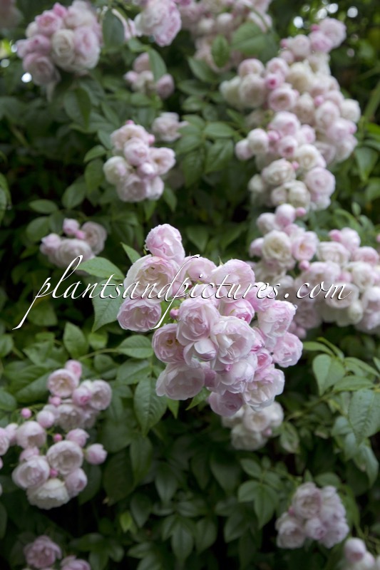 Rosa ‘Princesse Marie’