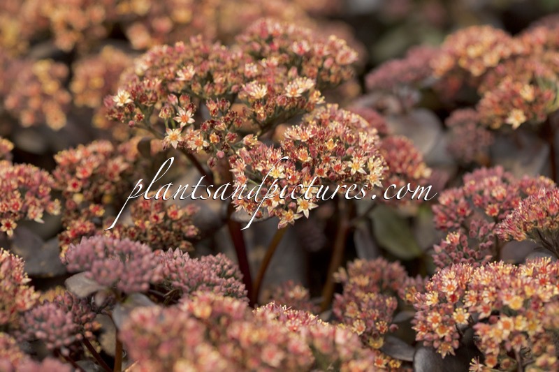 Sedum telephium ‘Touchdown Teak’