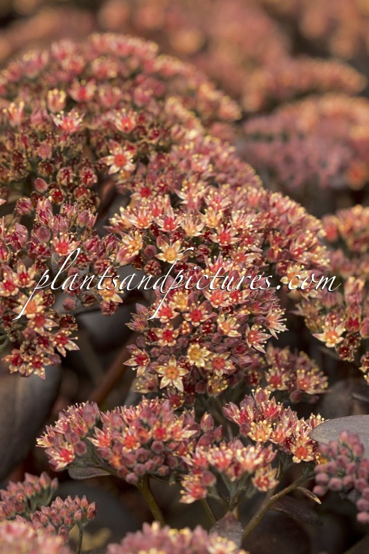Sedum telephium ‘Touchdown Teak’