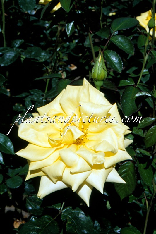 Rosa ‘Korpriwa’ (BEROLINA)