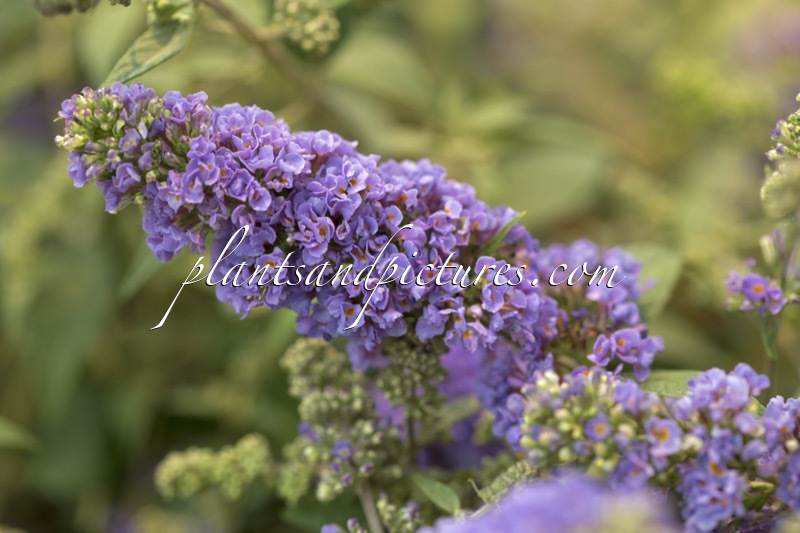 Buddleja ‘BUD 116’ (LILAC TURTLE)