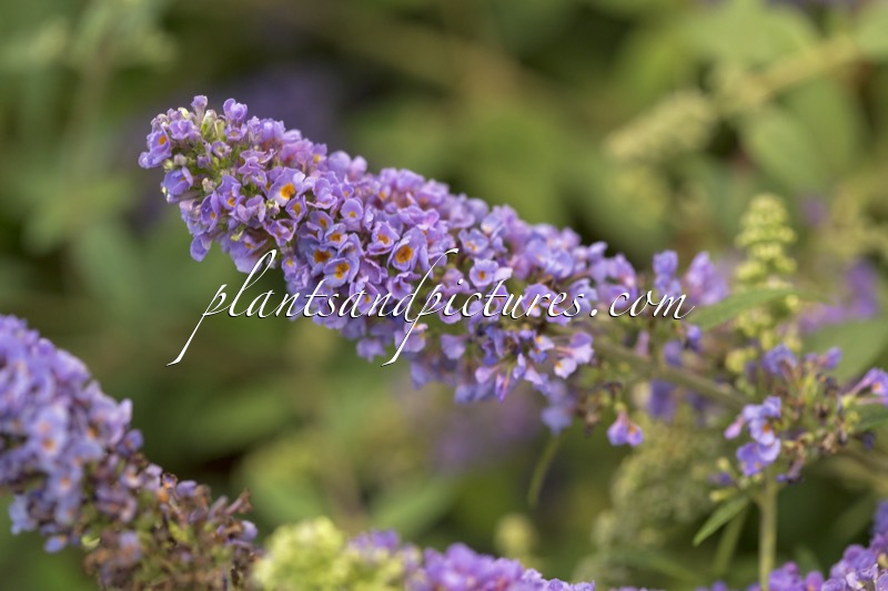 Buddleja ‘BUD 116’ (LILAC TURTLE)