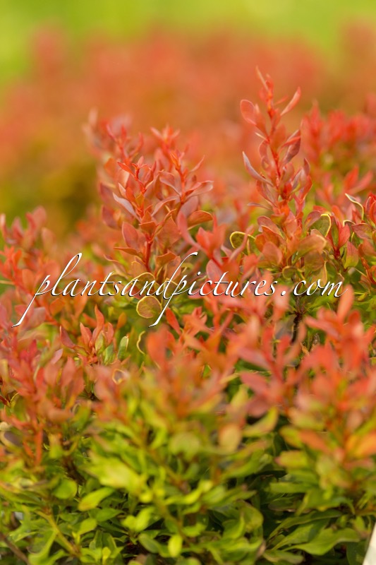 Berberis thunbergii ‘Goruzam’ (GOLDEN RUBY)