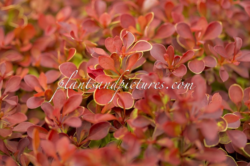 Berberis thunbergii ‘Ruby Star’