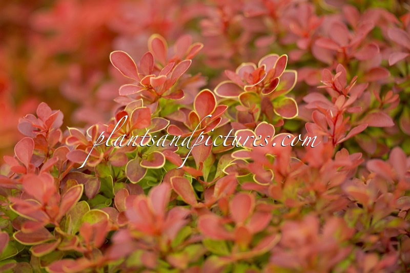 Berberis thunbergii ‘Ruby Star’