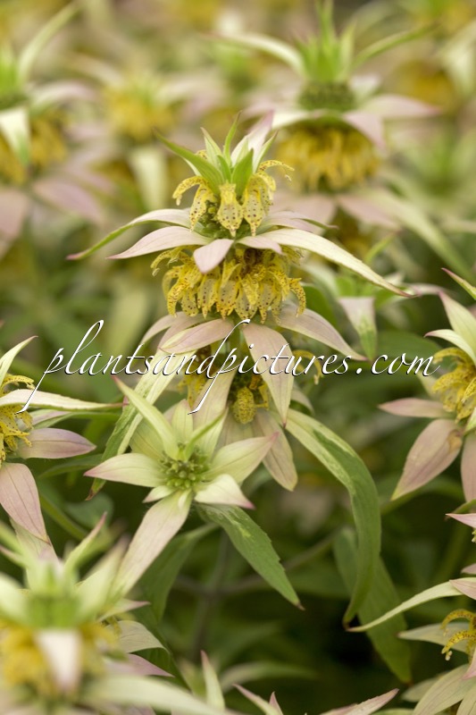 Monarda punctata ‘Beebop’