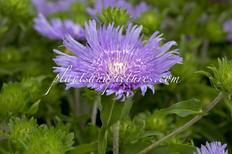 Stokesia laevis ‘Purple Parasols’