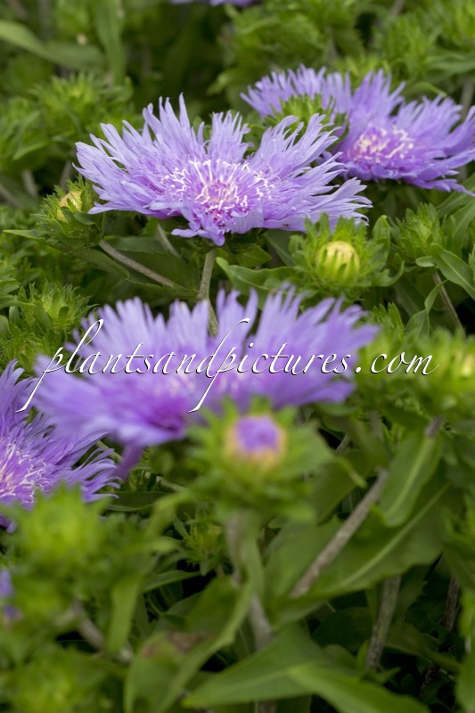 Stokesia laevis ‘Purple Parasols’