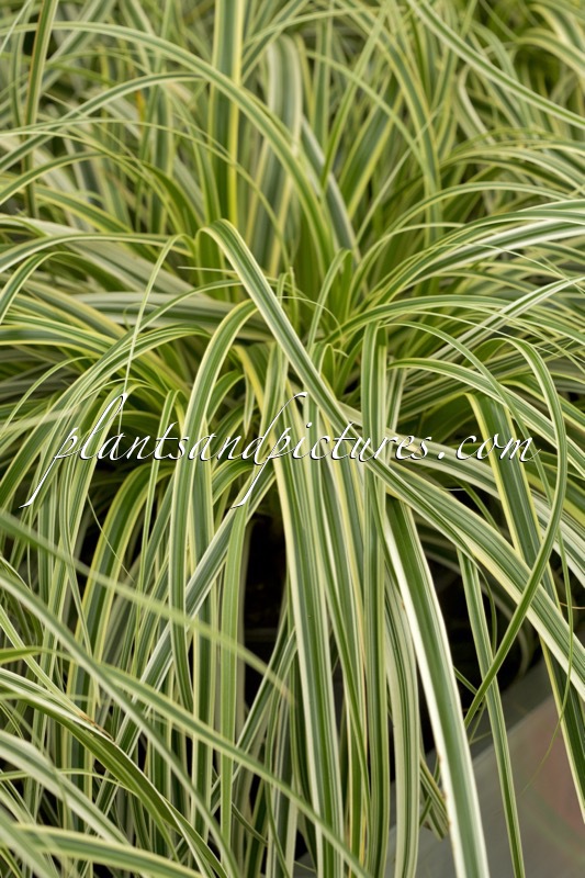 Carex ‘Feather Falls’